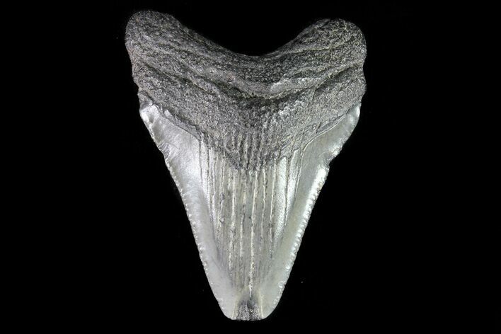 Juvenile Megalodon Tooth - Georgia #75389